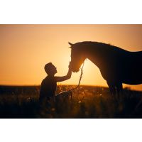 Why is my horse eating dirt or manure? A look at unusual eating habits in horses