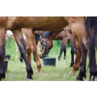 Good Guts - common questions and answers about the equine microbiome