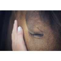 Are Mycotoxins a real threat for horses?