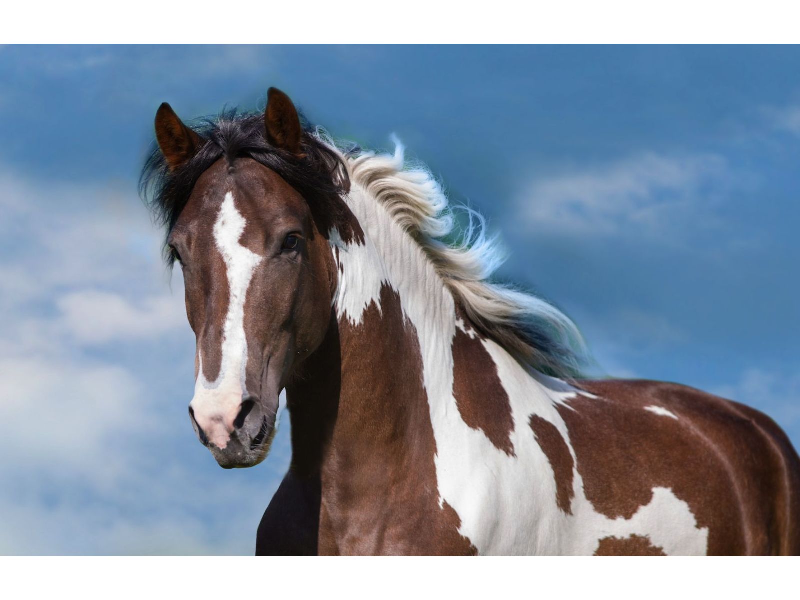 Oxalate pastures and horse health