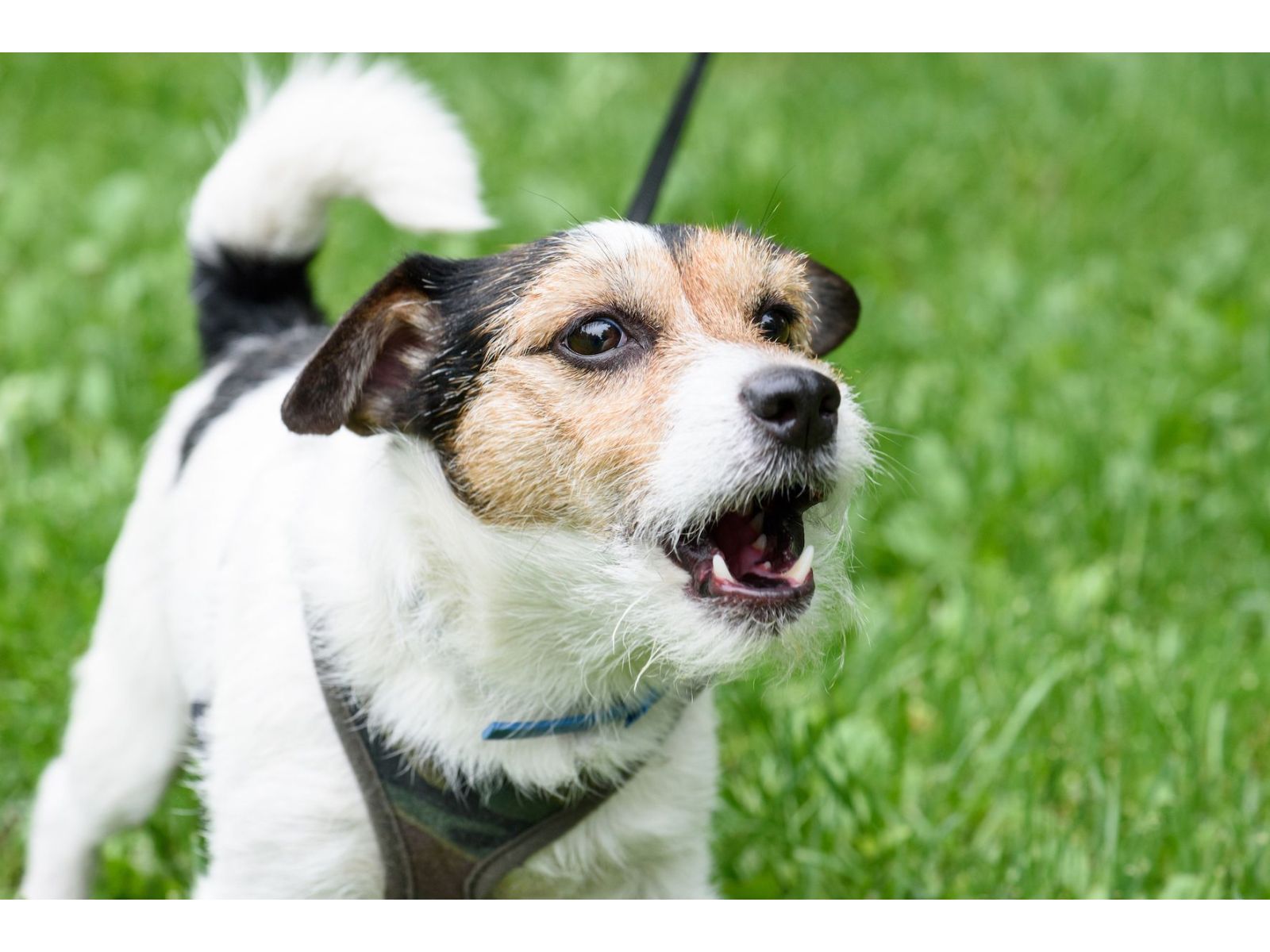 Does your dog’s diet effect his behaviour?