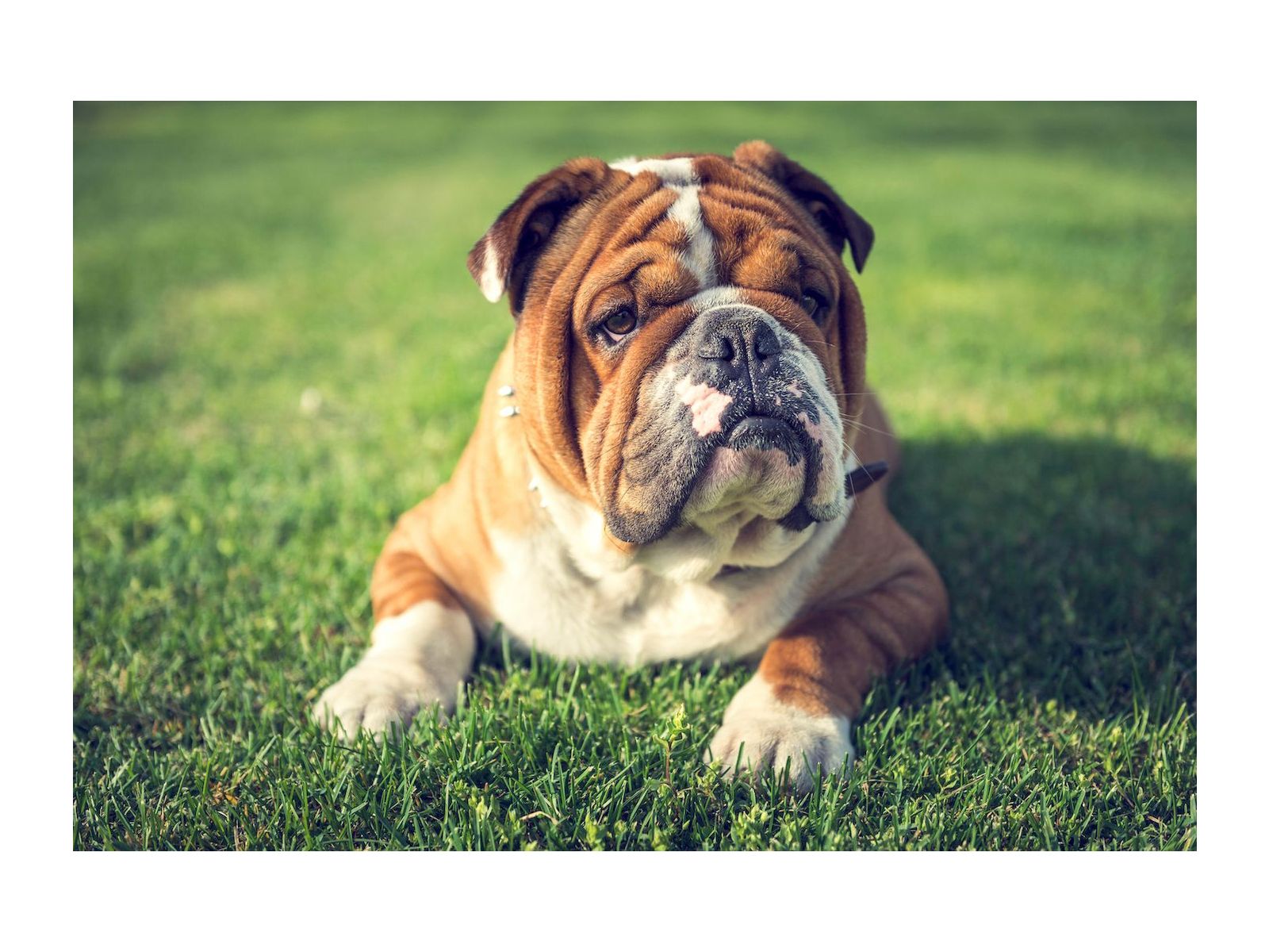 Allergic Rhinitis: Hayfever in dogs
