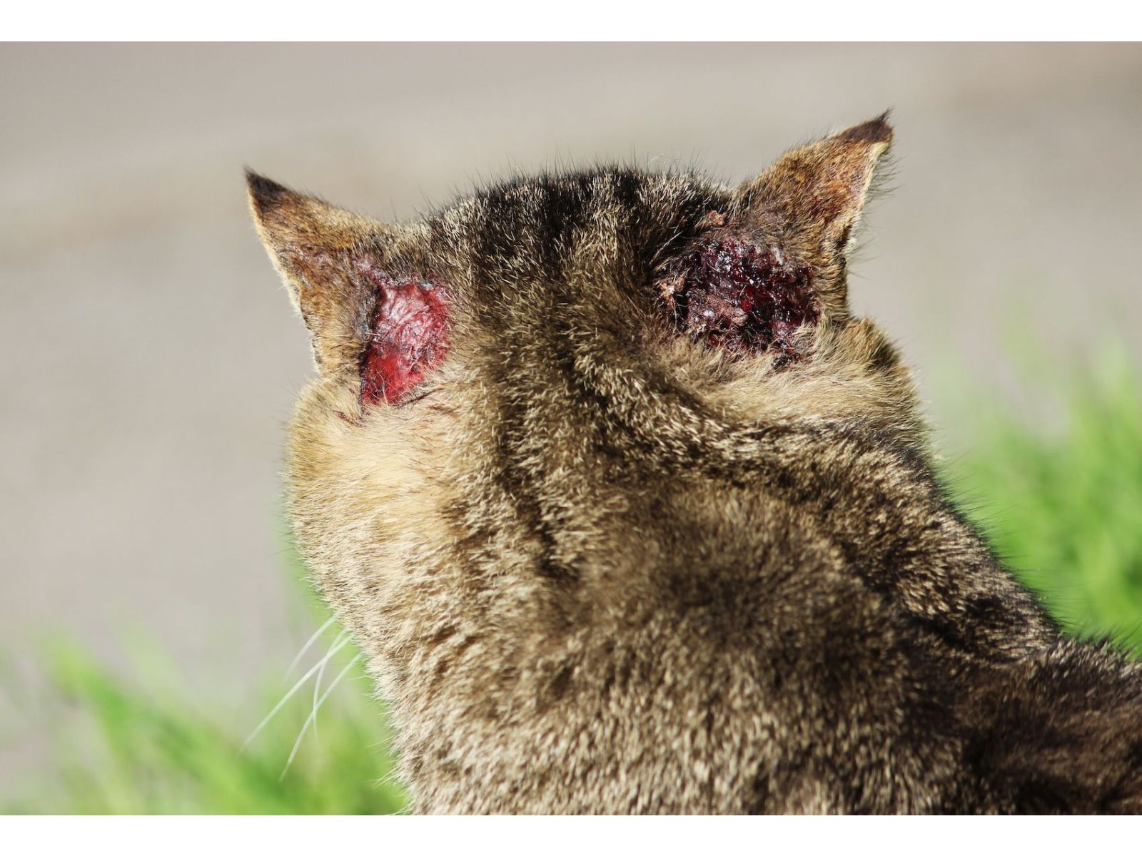 Understanding and managing scabies in cats, naturally