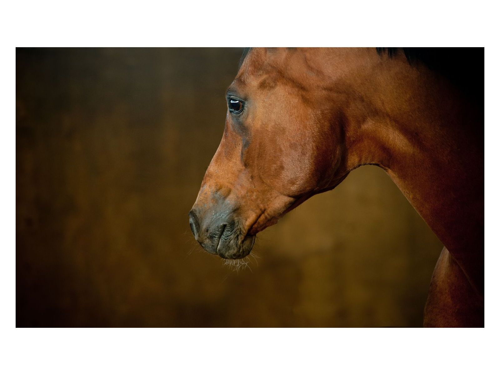 HERBS FOR THE NERVOUS (PERFORMANCE) HORSE