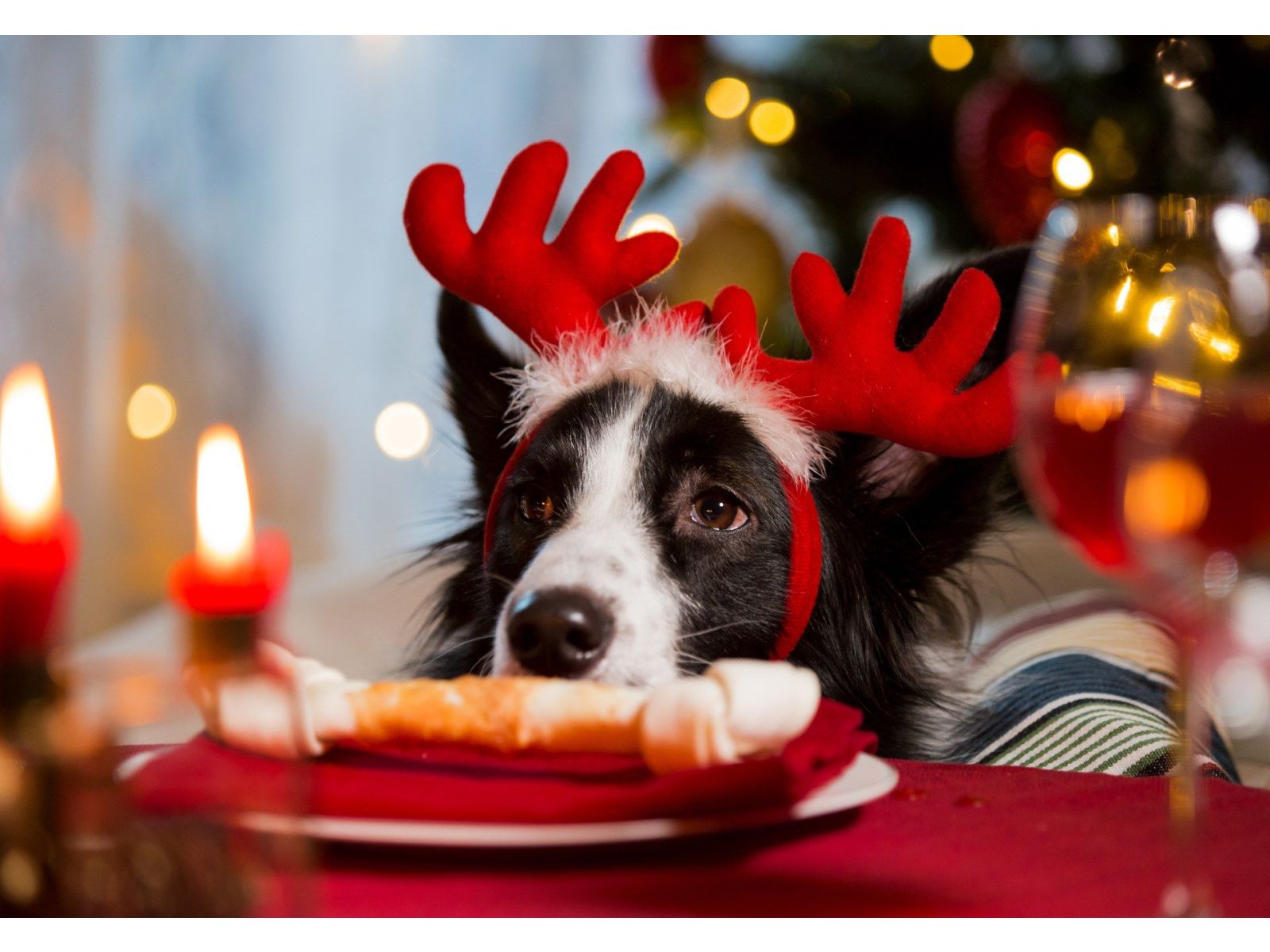 What Christmas food can I share with my dog?