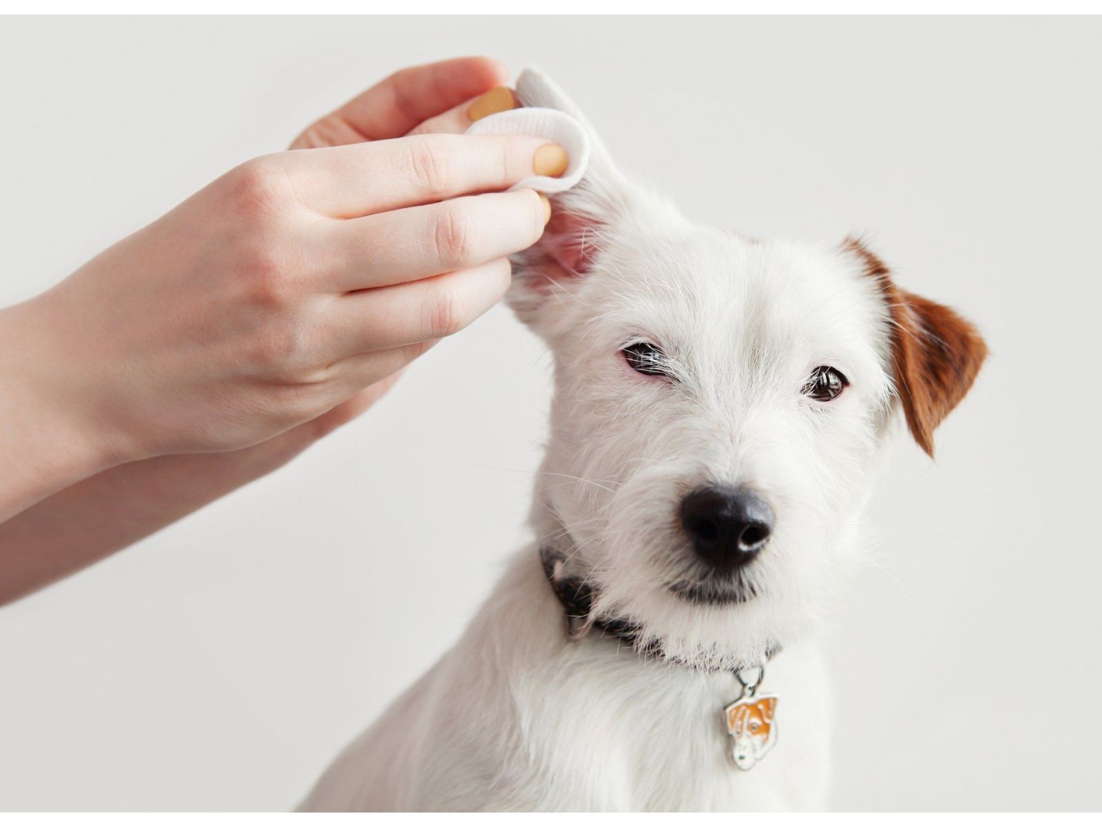 Could persistent ear infections in dogs be driven by allergies?