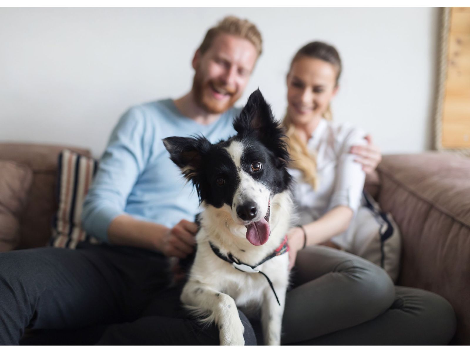 Do we share a microbiome with our pets?