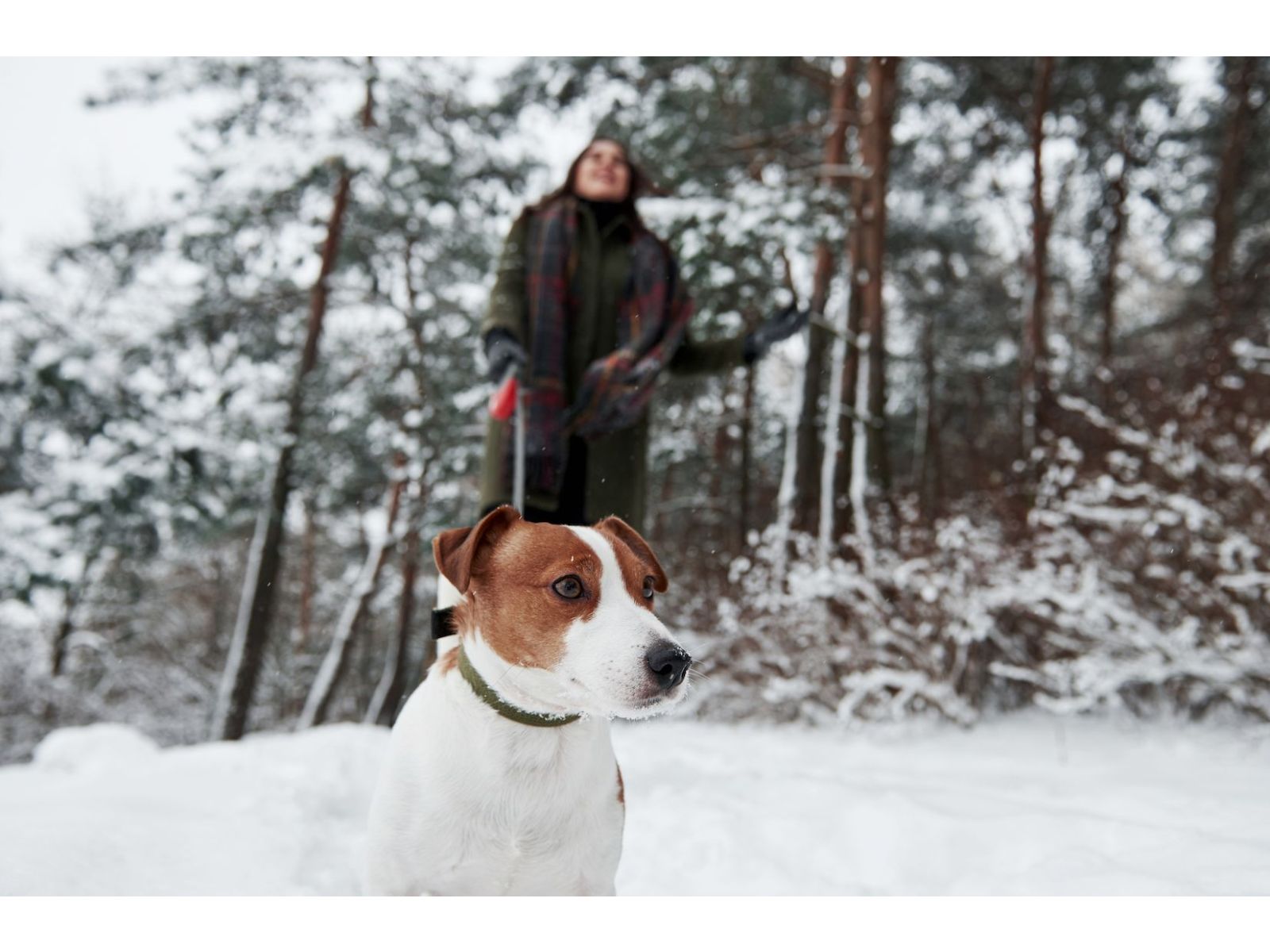 5 ways to keep your dog healthy in the colder months
