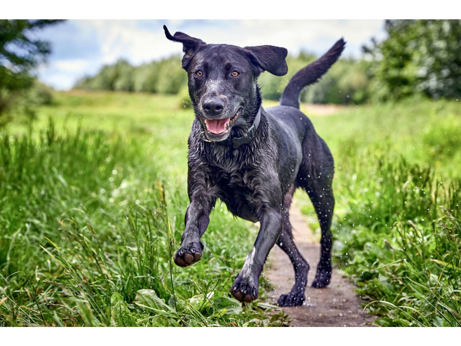Six warning signs of osteosarcoma in dogs every owner should know