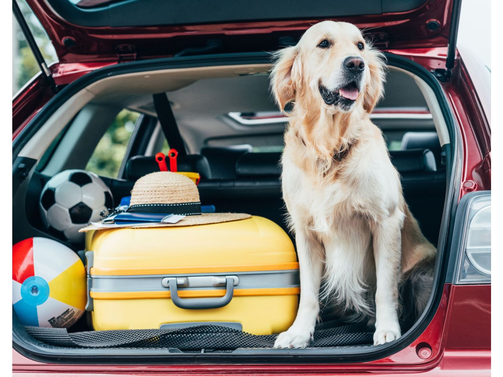 Roaming with Rover: Tips and tricks for travelling with dogs