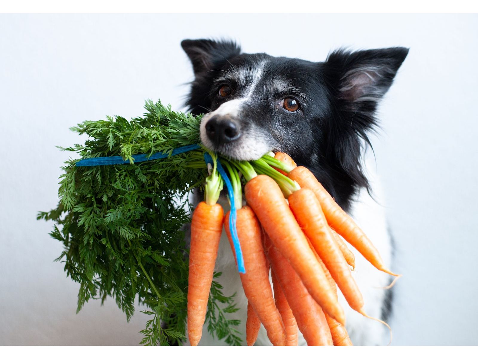 A BIOLOGICAL APPROPRIATE RAW FOOD DIET FOR DOGS