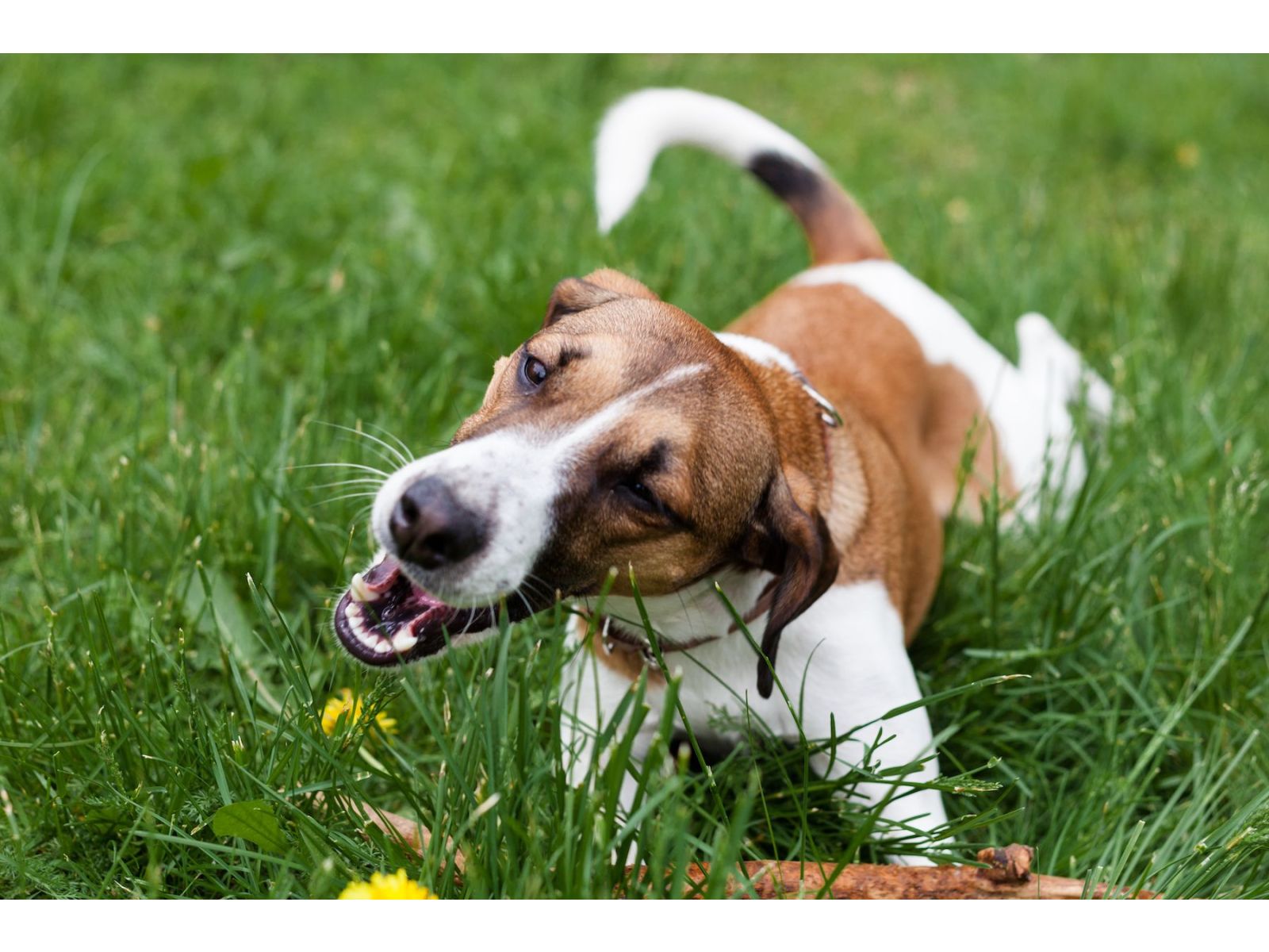 Why do dogs eat grass?