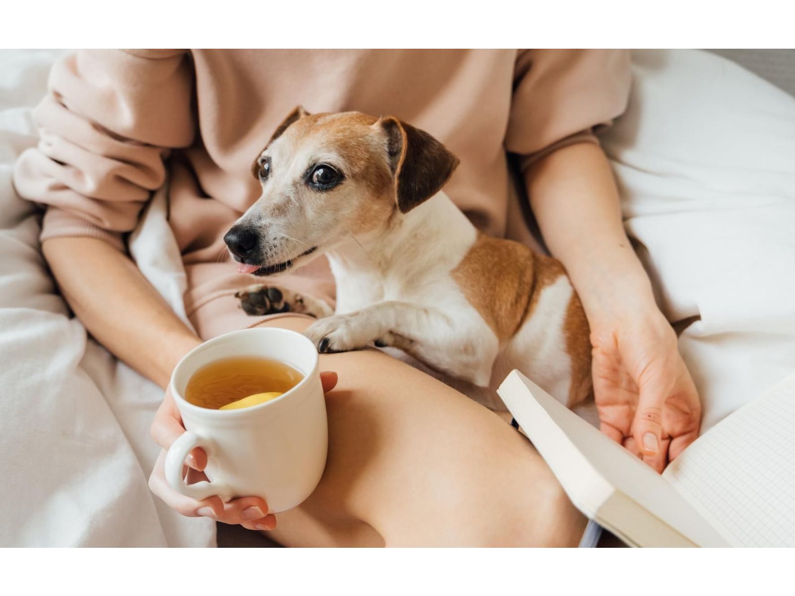 Can I give my pets tea?