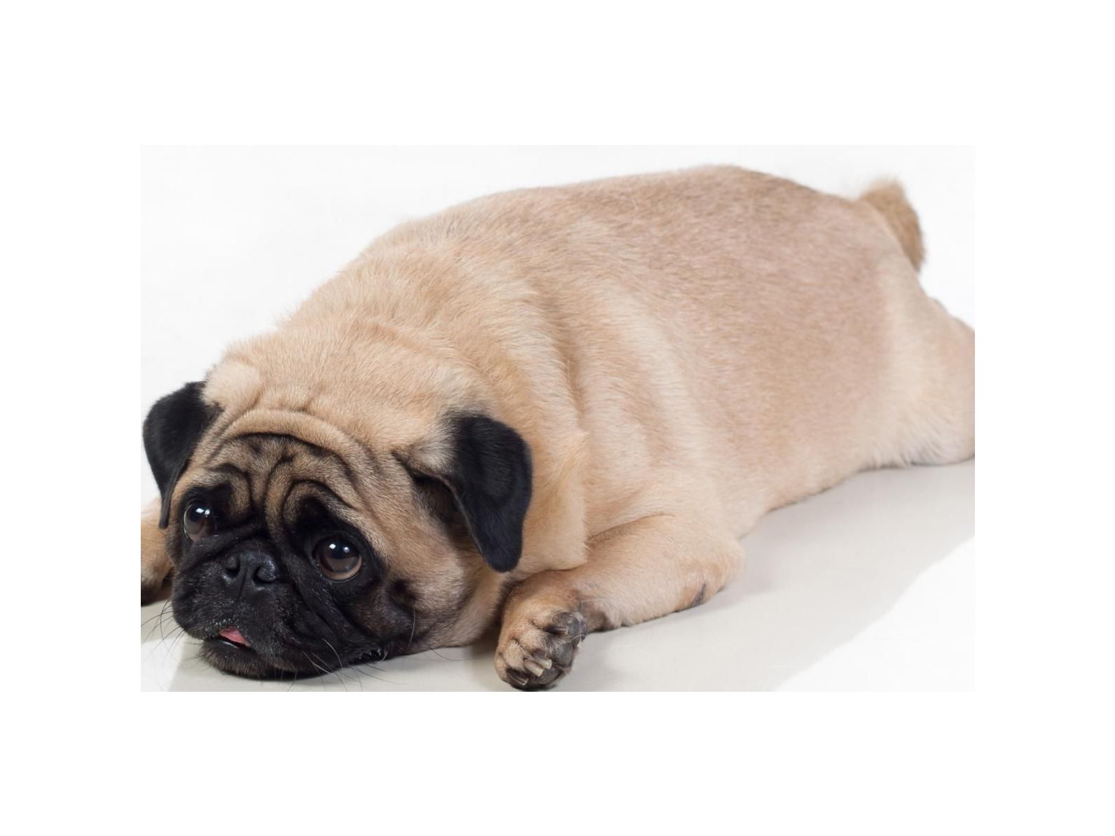 Why do modern dogs seem to struggle with so many health problems?