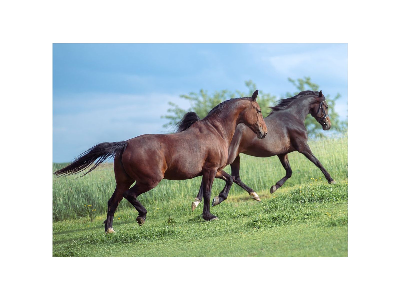 Polysaccharide Storage Myopathy: Learn more about PSSM in horses