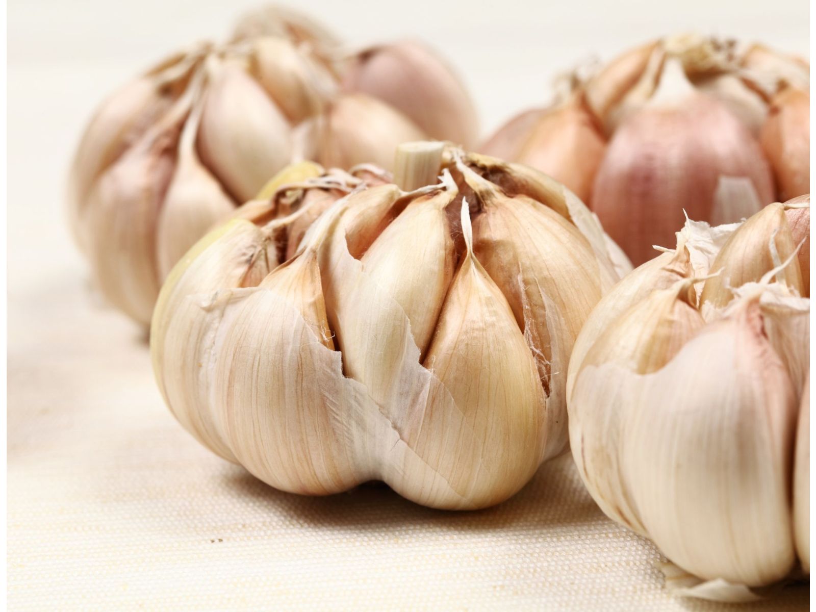Is garlic safe for dogs?