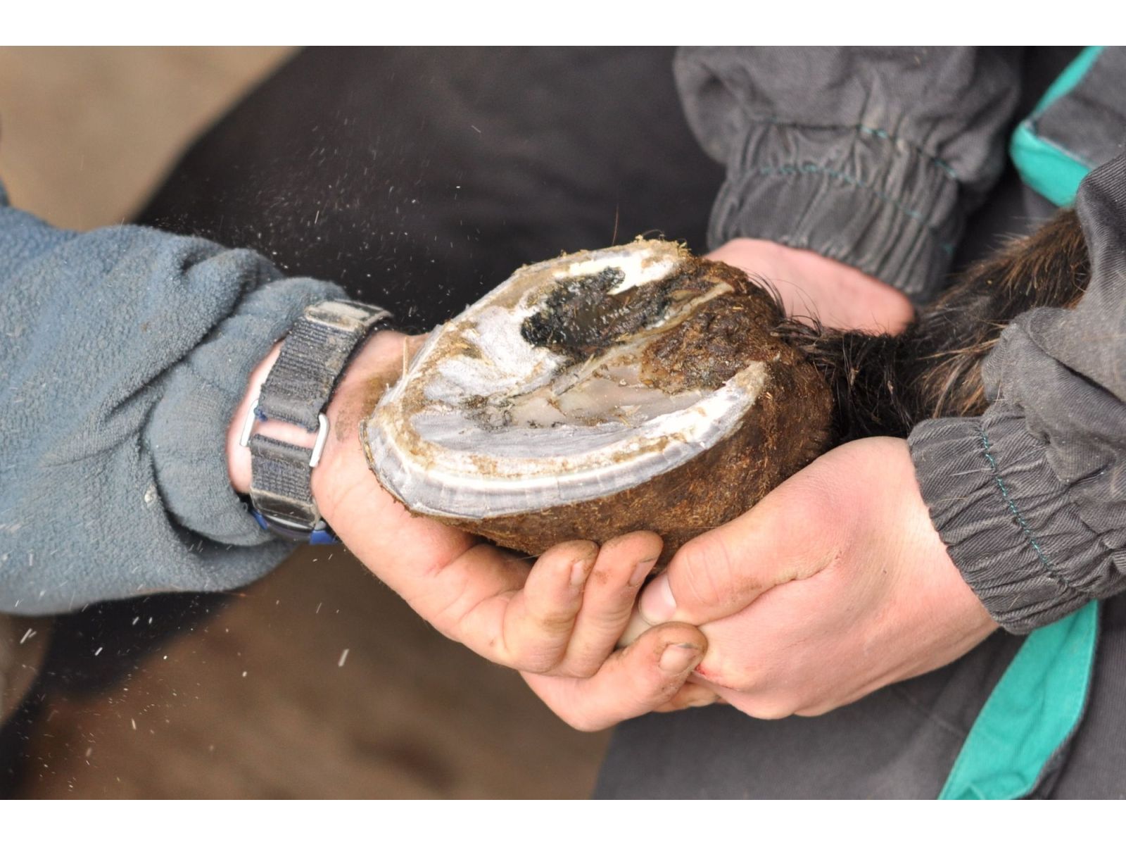  Thrush, White Line Disease, and Seedy Toe: dreaded hoof issues