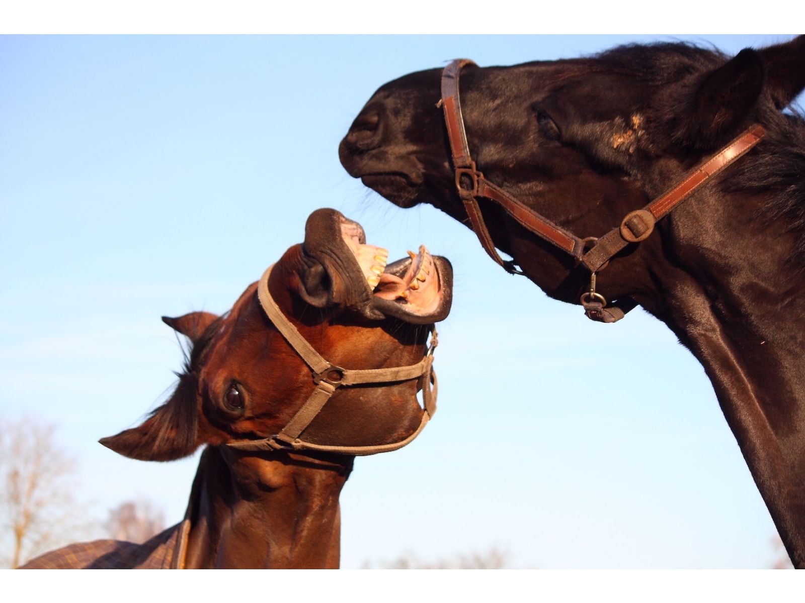 Do you own a hormonal mare?