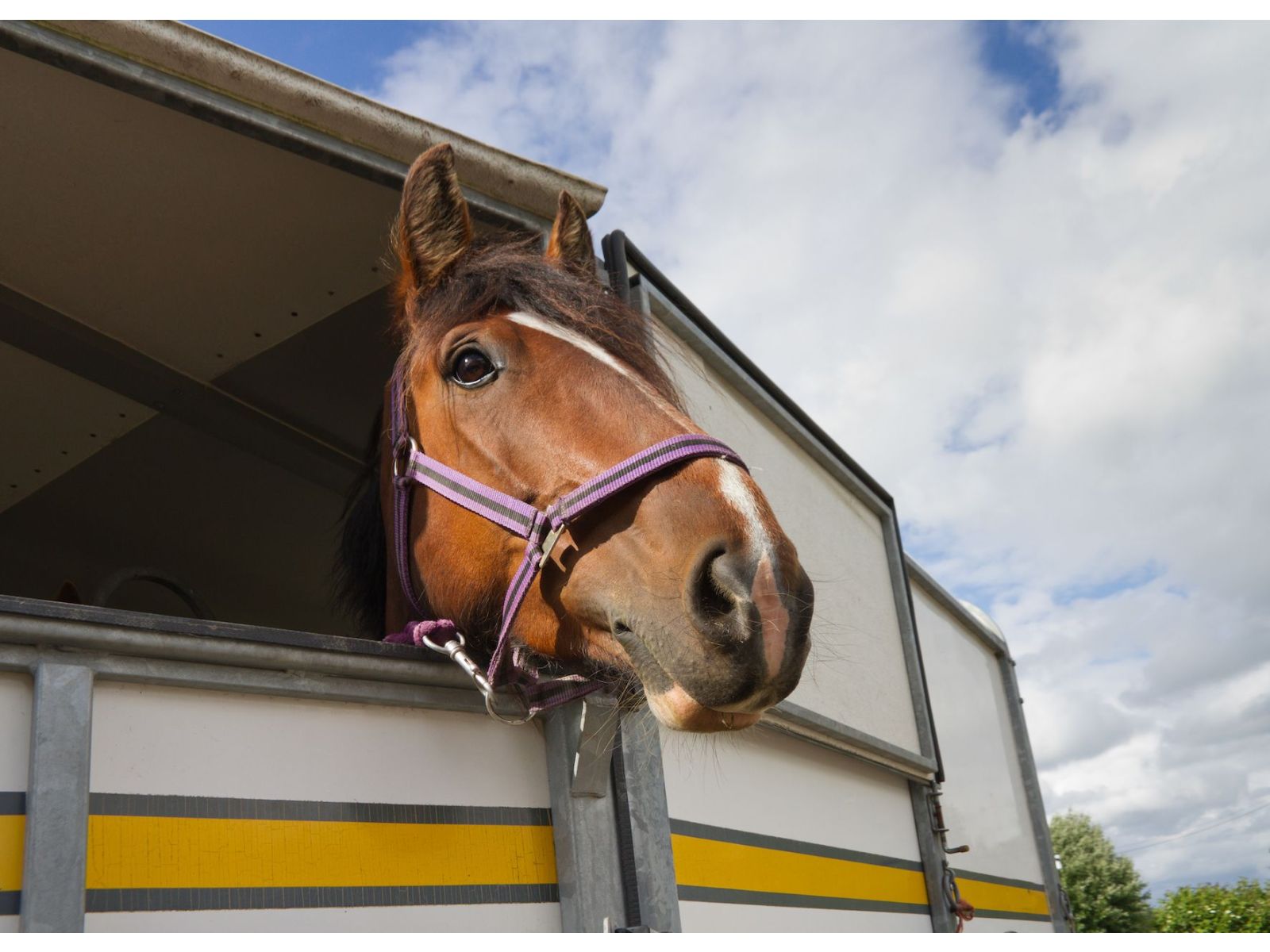 Travel trauma in horses