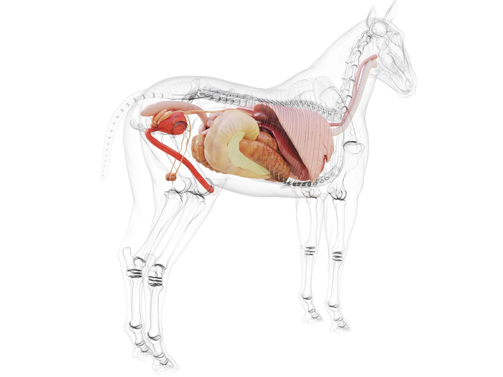 Good guts - common questions about the equine microbiome