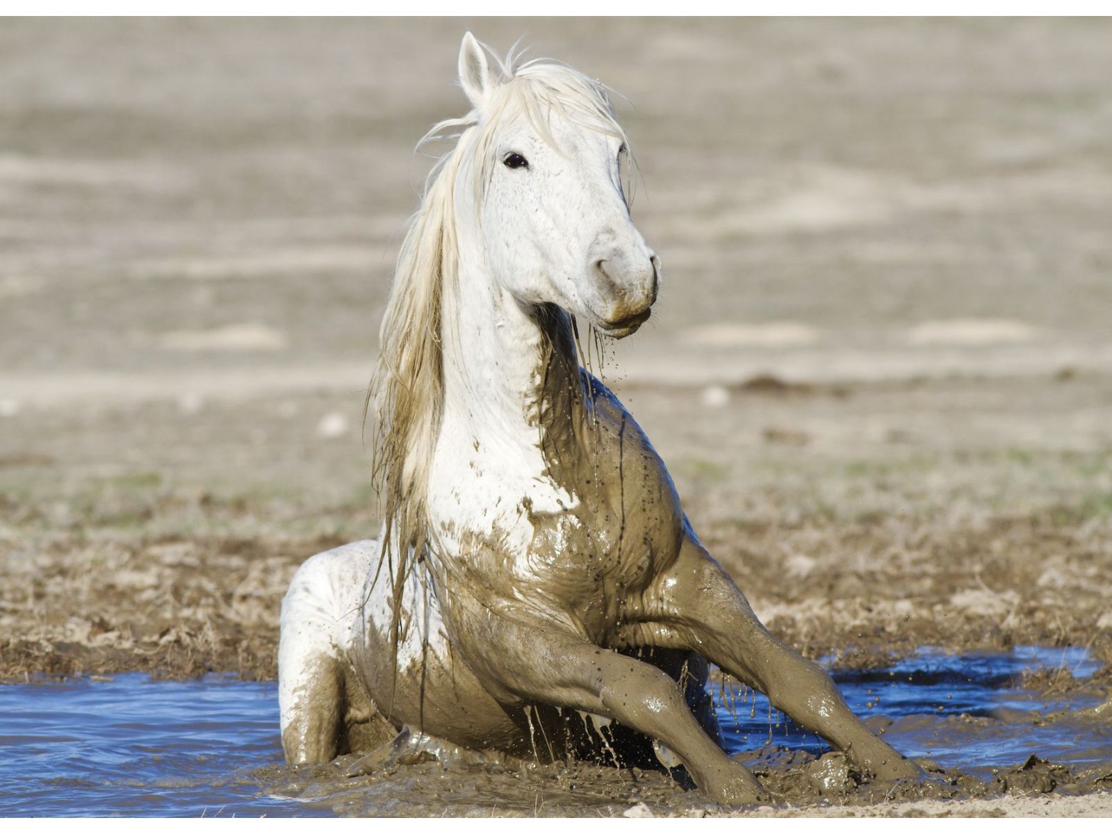 HOW TO CARE FOR HORSES THROUGH FLOODS AND MUD