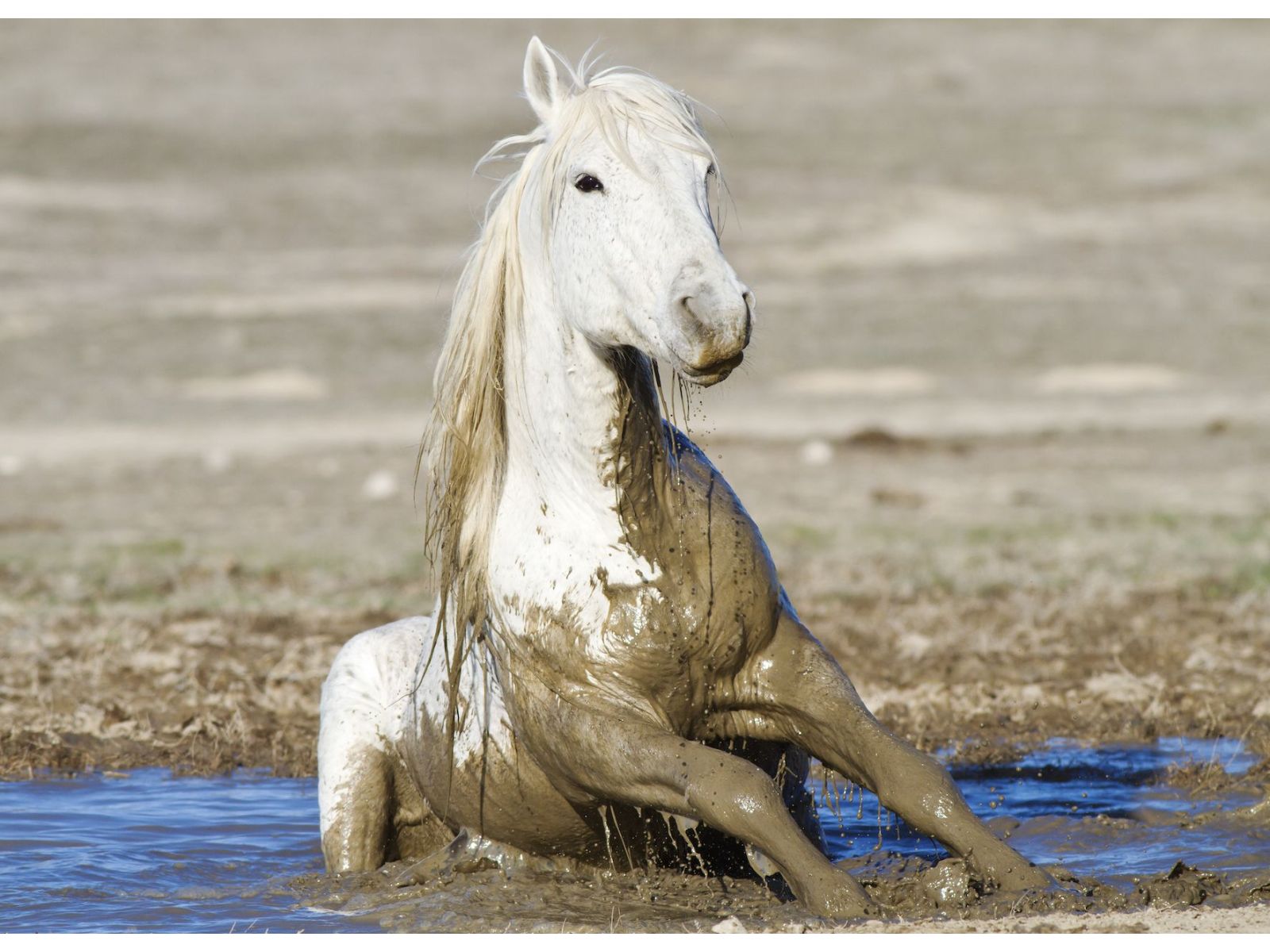 How to care for horses through floods and mud