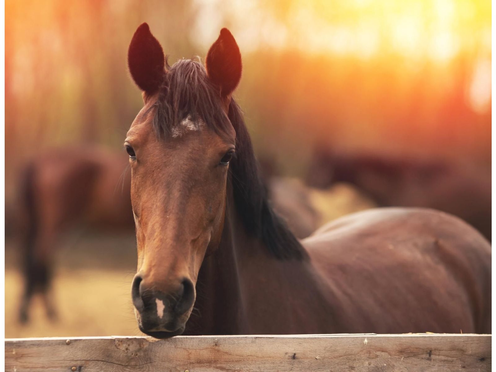  Natural horse care; stabling versus turnout