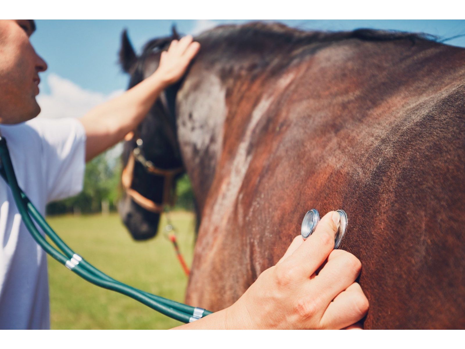  Stomach, or gastric, ulcers in horses
