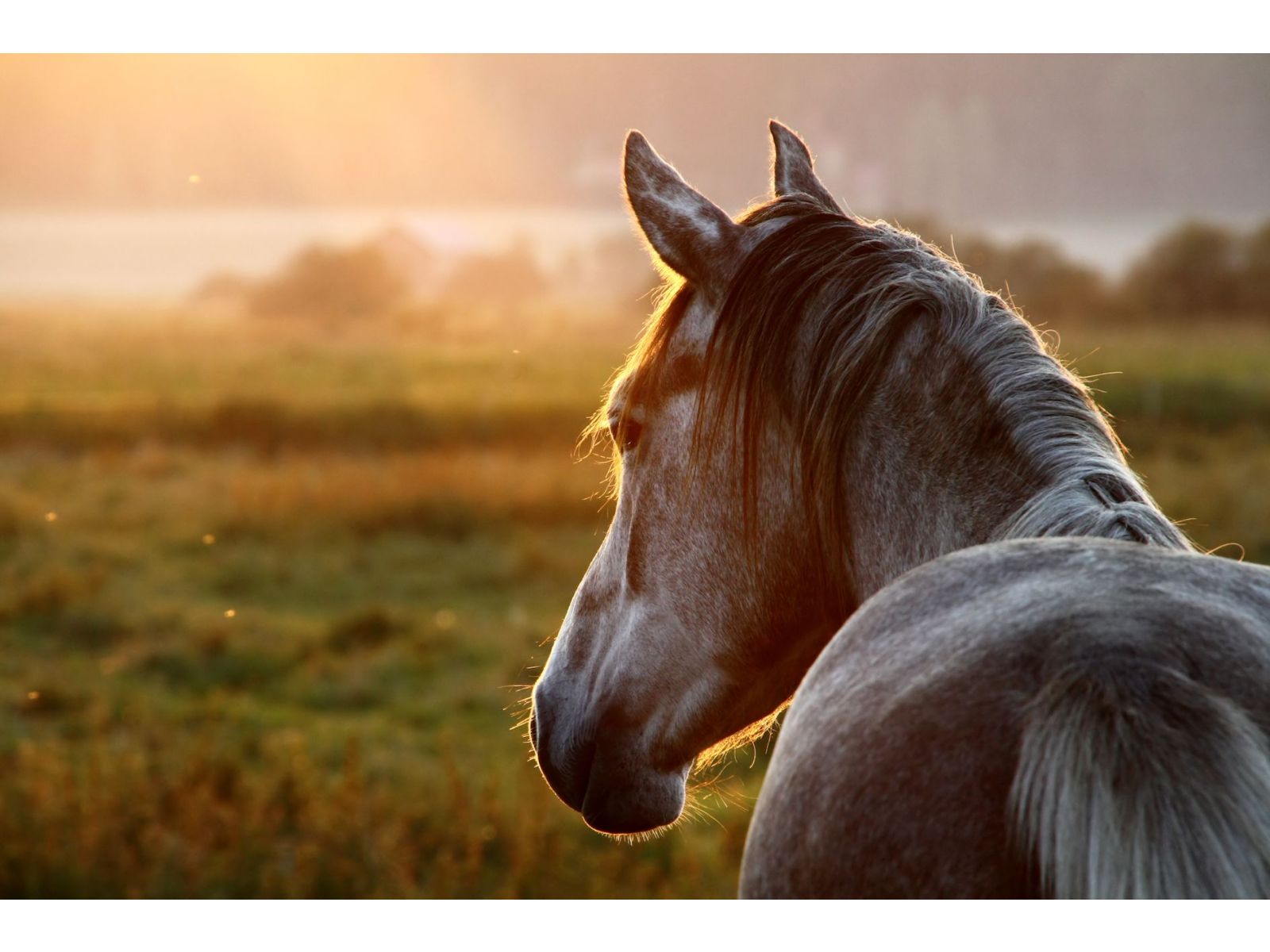Feeding your horse simply!
