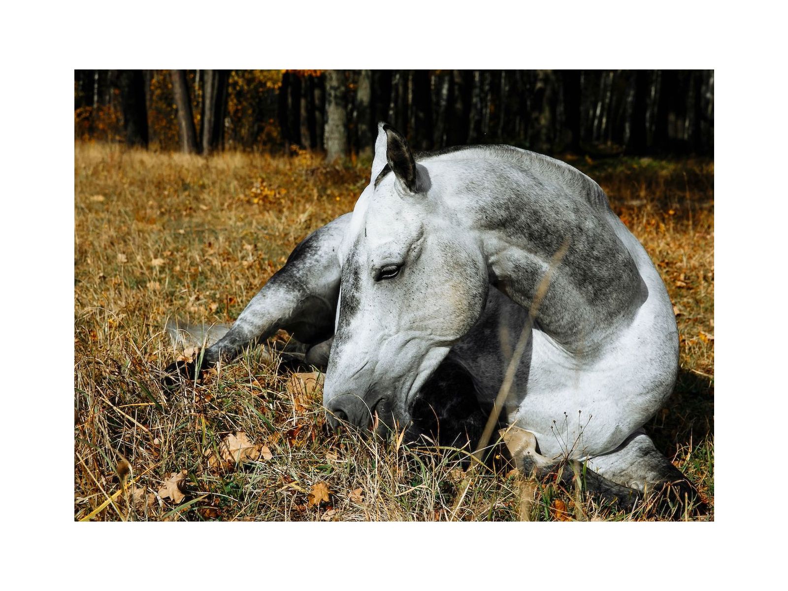 Understanding colic in horses - A holistic perspective 