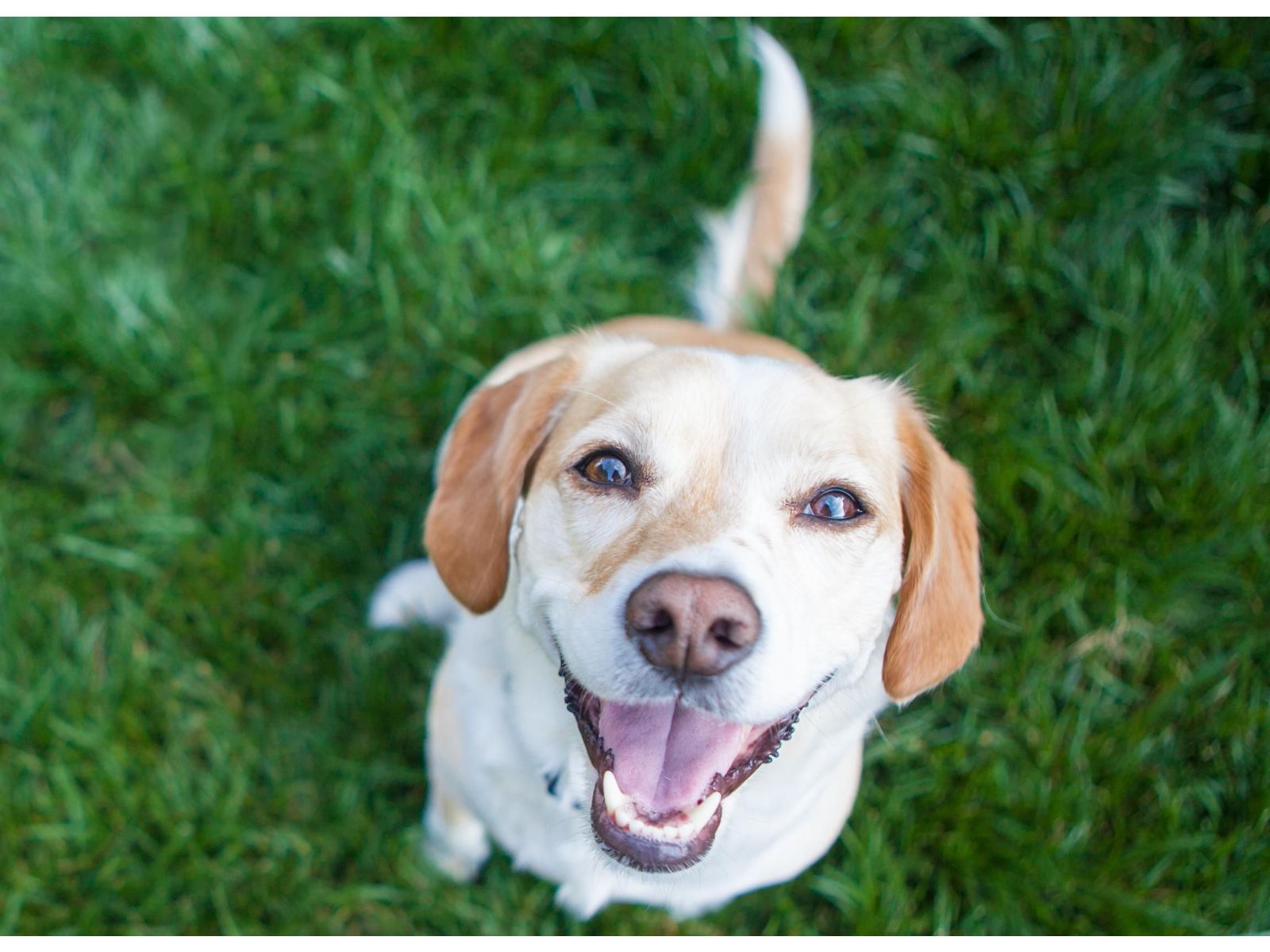 Bones, joint, ligaments - building a strong dog