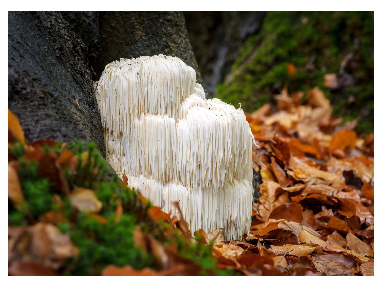 Lion's mane for brain function, memory and focus!