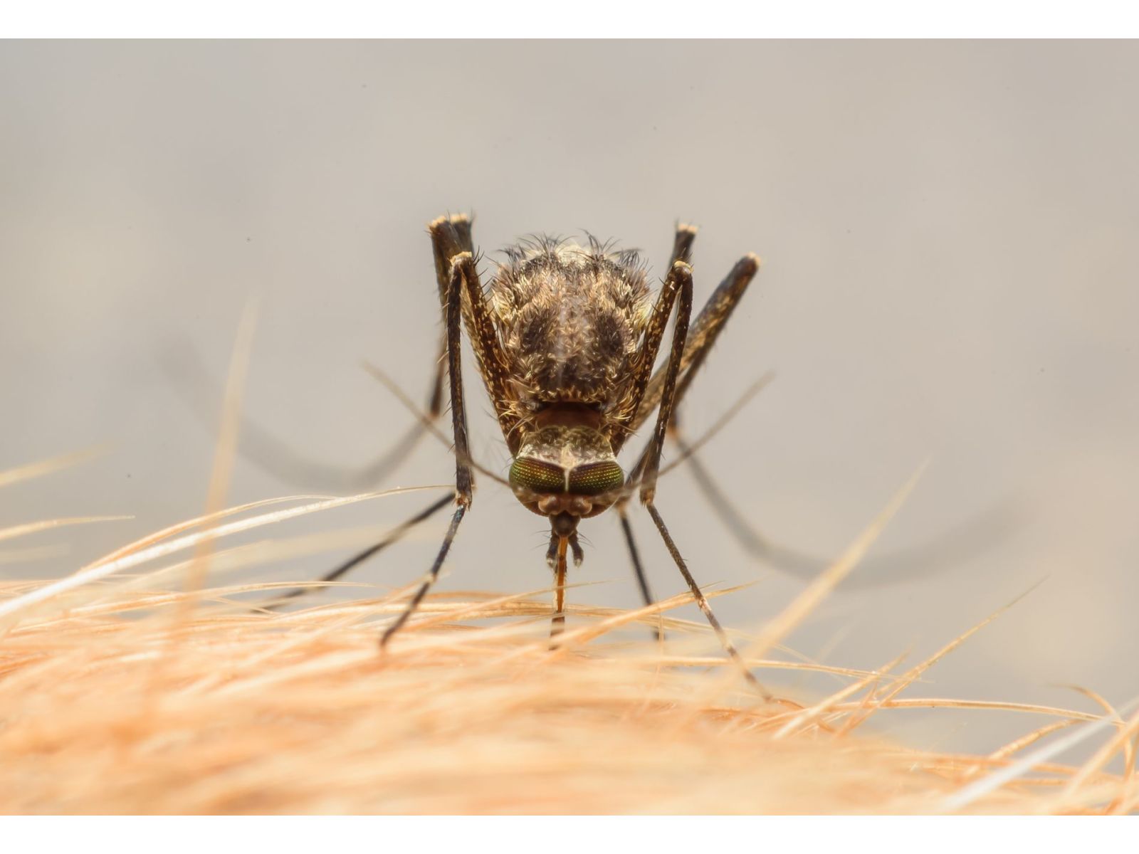 Help, they are everywhere! Mosquitos and your pets...