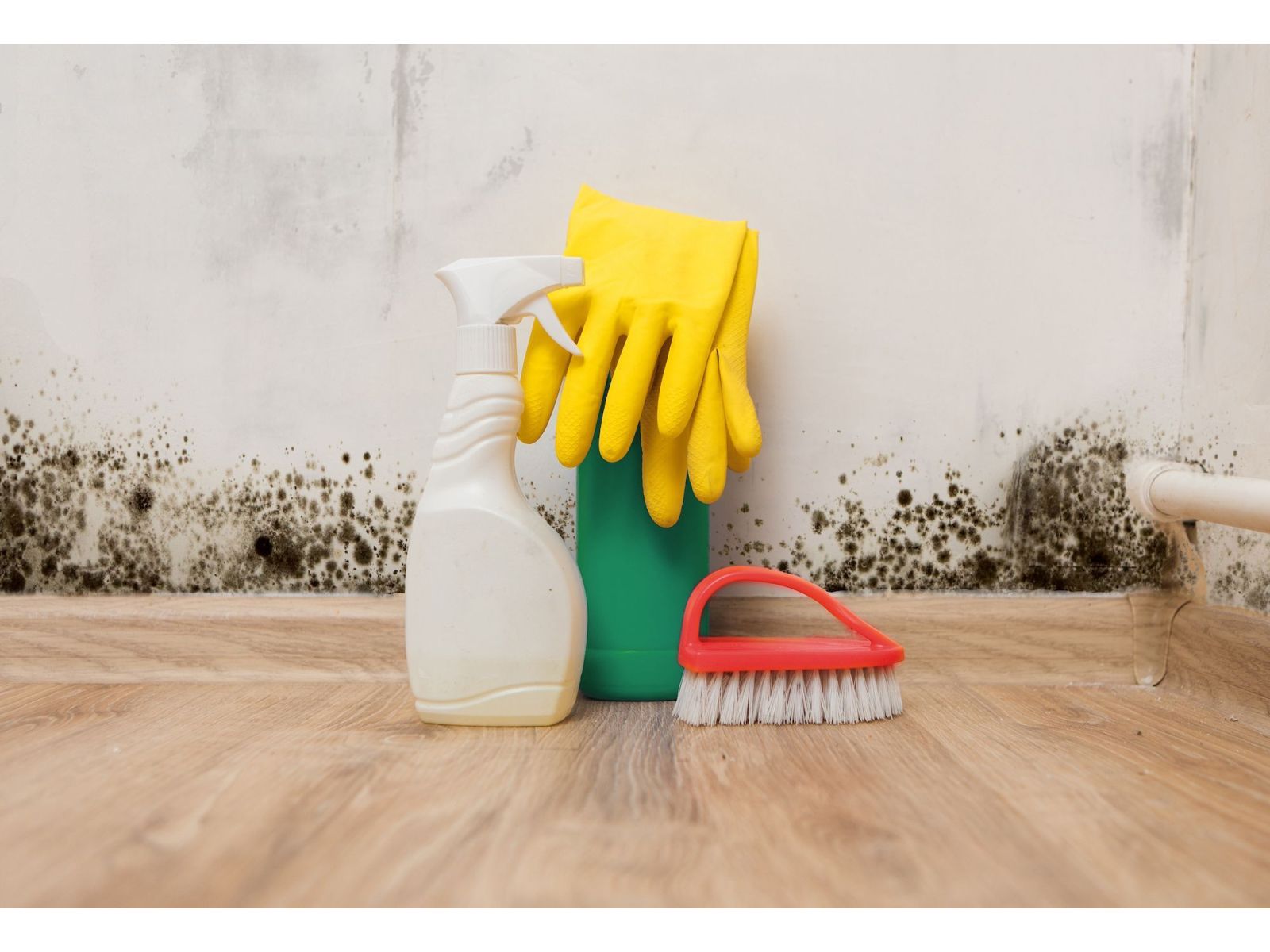 Mould exposure, your health and what you can do