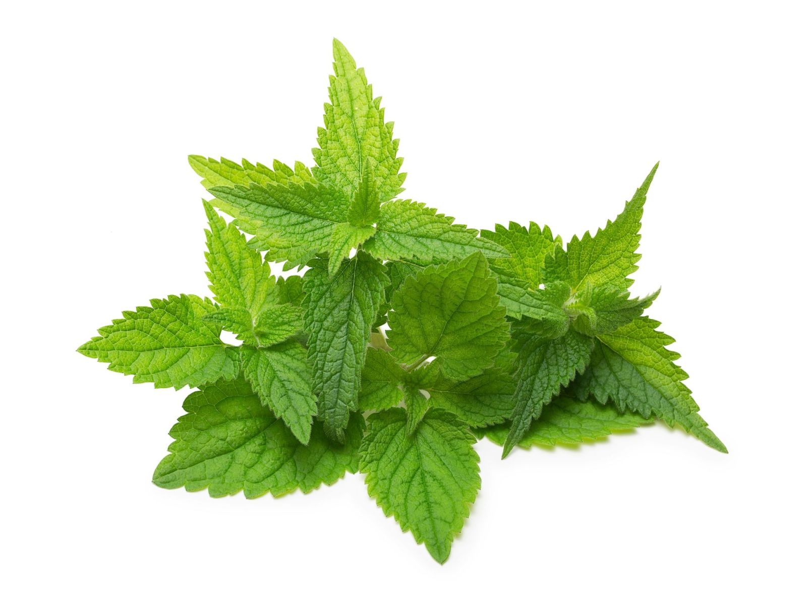  Taking the sting out - feeding nettle to horses