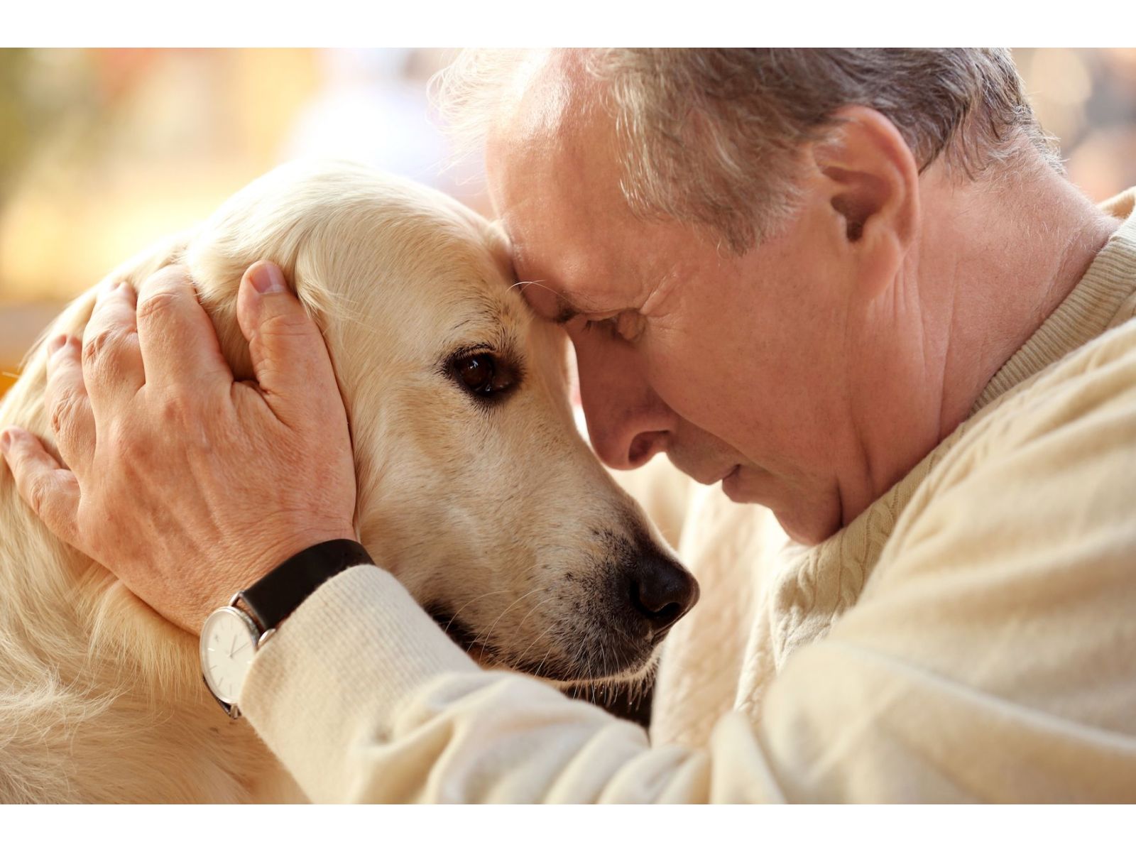 Six typical health concerns of the older dog