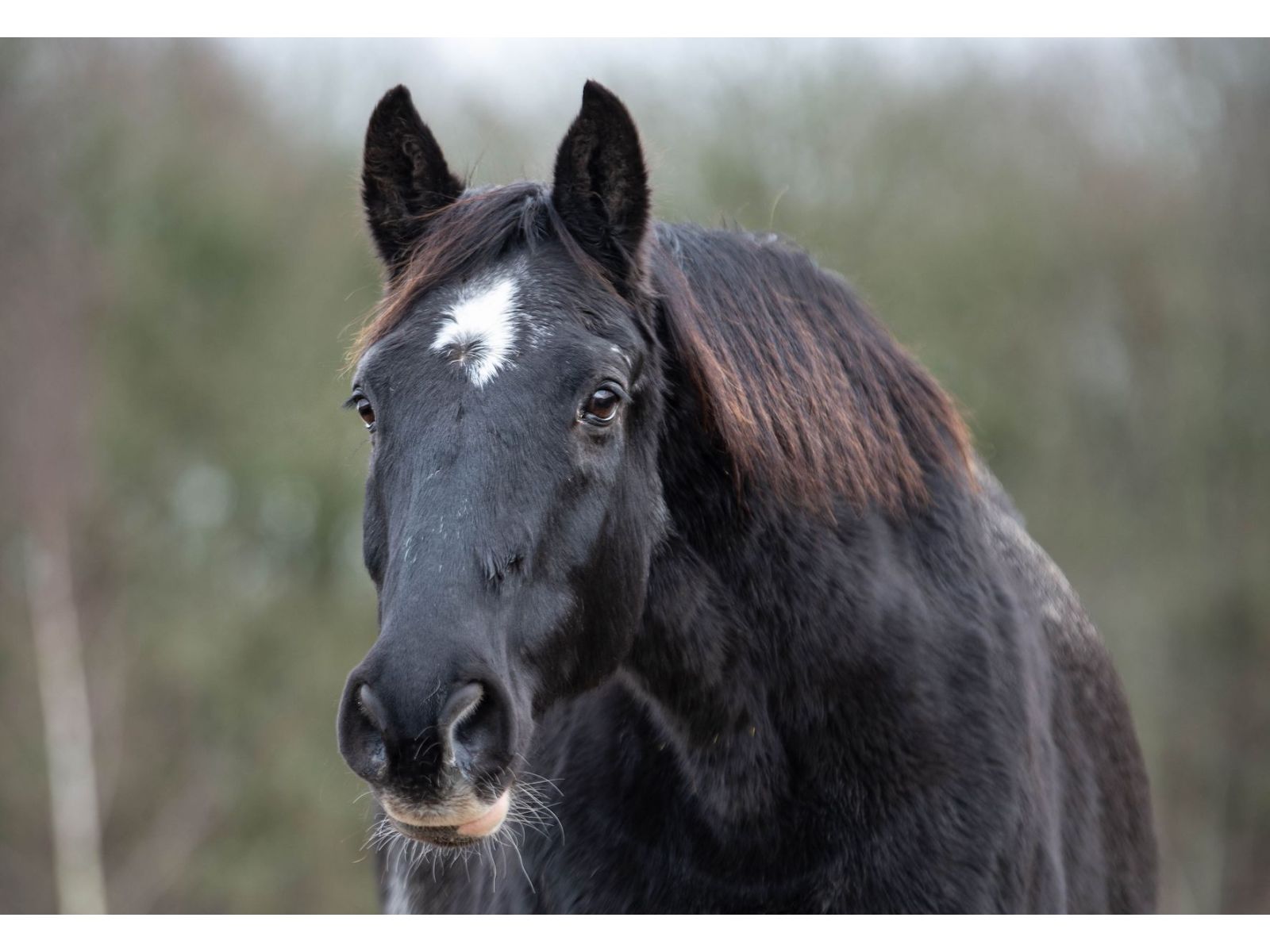 How to care for an older horse