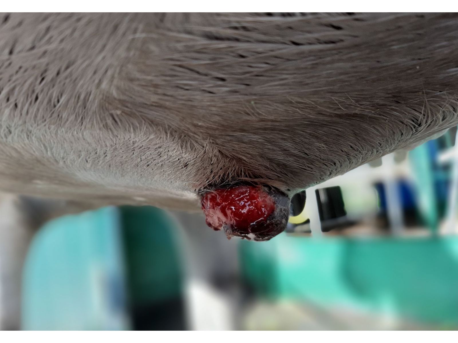 Natural herbal support for sarcoids in horses