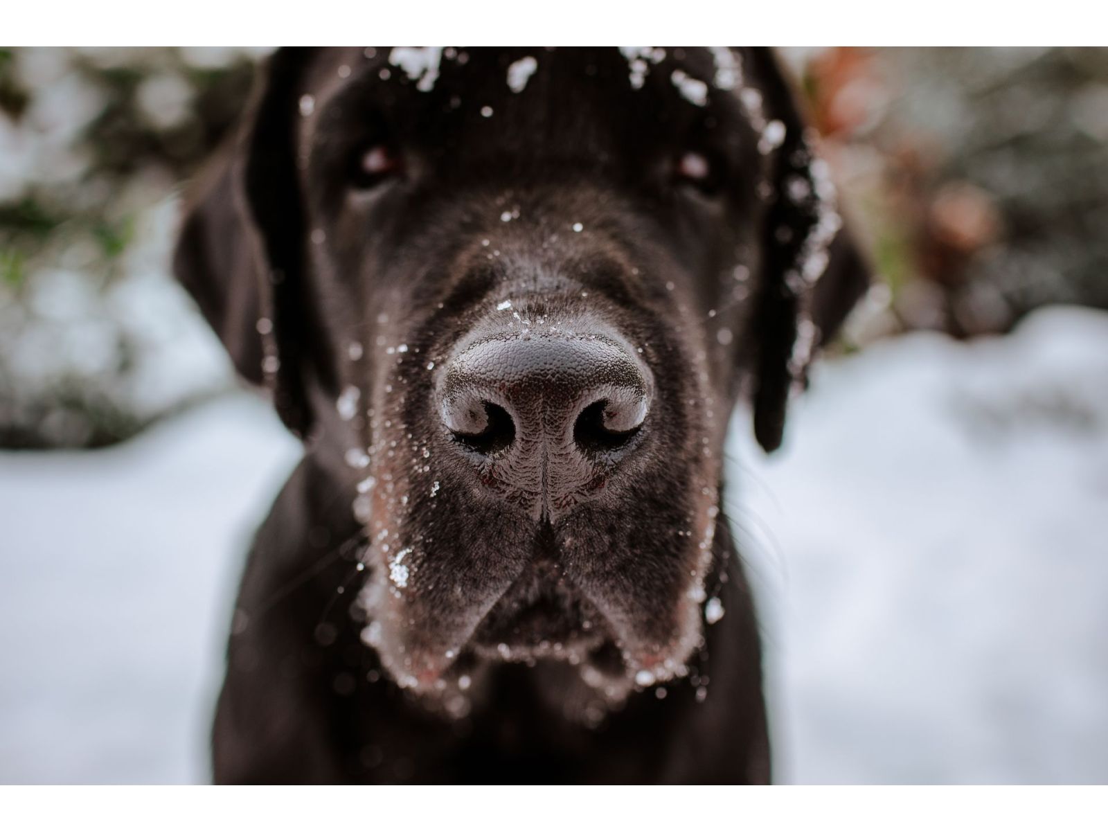 What is winter snow nose?