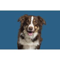 Feeding your dog the 'Roar' way!