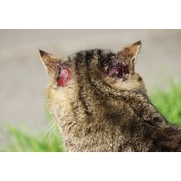 Understanding and managing scabies in cats, naturally