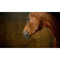 Herbs for the nervous performance horse