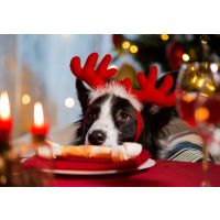 What Christmas food can I share with my dog?