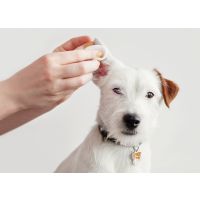 Could persistent ear infections in dogs be driven by allergies?
