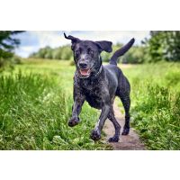 Six warning signs of osteosarcoma in dogs every owner should know