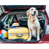 Roaming with Rover: Tips and tricks for travelling with dogs