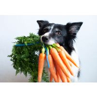 A biologically appropriate raw food diet for dogs