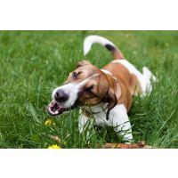 Why do dogs eat grass?