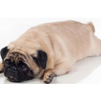 Why do modern dogs seem to struggle with so many health problems?