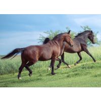 Polysaccharide Storage Myopathy: Learn more about PSSM in horses